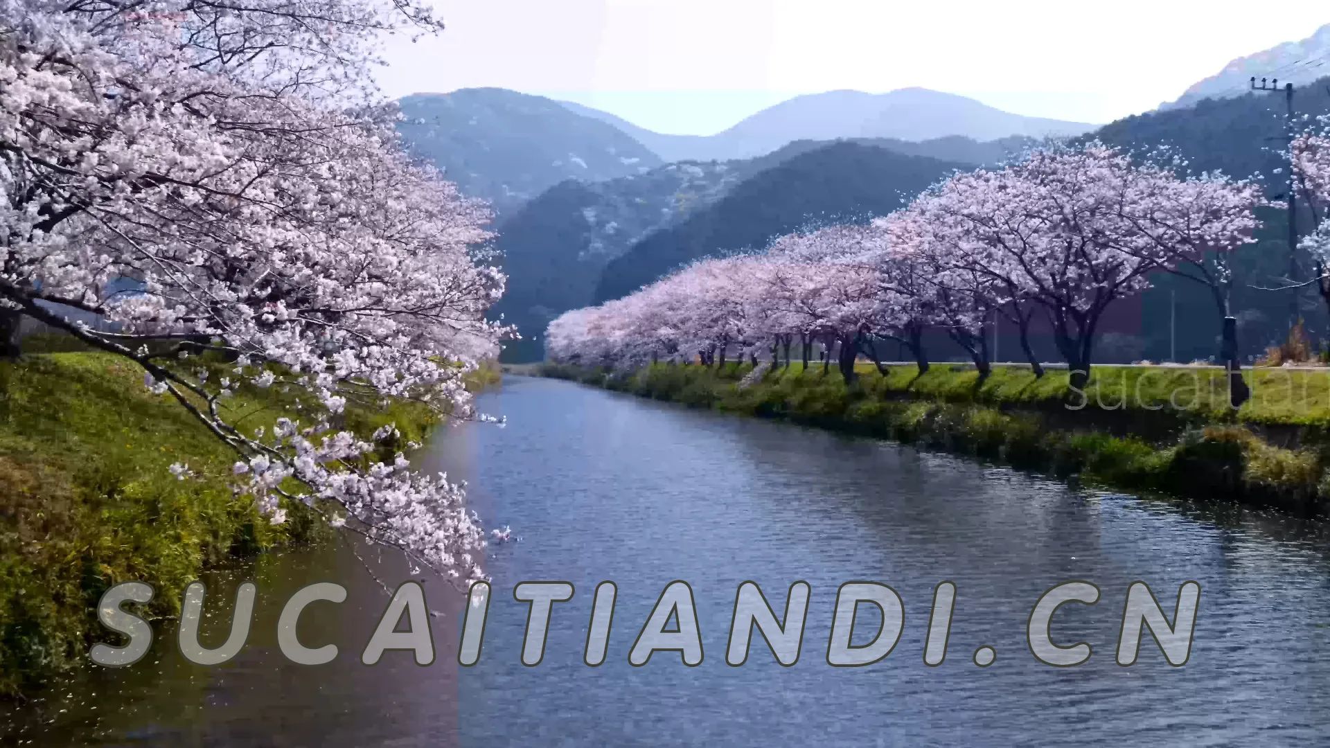 【8K超清】樱花季航拍素材 | 多视角空中影像 无水印视频合集